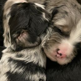 Assorted Doodle Crosses, Aussiedoodle, and Australian Shepherd Puppies from Faith, Feathers & FurBabies