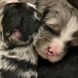 Assorted Doodle Crosses, Aussiedoodle, and Australian Shepherd Puppies from Faith, Feathers & FurBabies