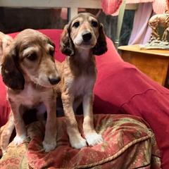 Kalyani - Purple Collar - Red female Saluki puppy in Los Angeles, California from Srinagar Salukis