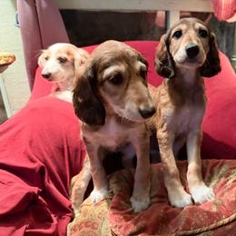 Kalyani - Purple Collar - Red female Saluki puppy in Los Angeles, California from Srinagar Salukis
