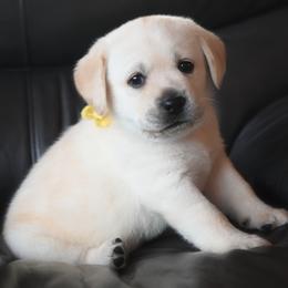 Mr. Gold Stormi-Bosley - Yellow male Labrador Retriever puppy in Pasco, Washington from ROCK CREEK LABRADORS