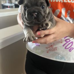 Girl 1 - French Bulldog puppy in Missouri from Streit Up Frenchies