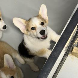 Purple Collar Female - Black and tan female Pembroke Welsh Corgi puppy in Victoria, Texas from Clear Creek Corgis