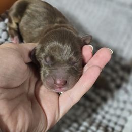 Australian Shepherd Puppies from Chaparro Farm