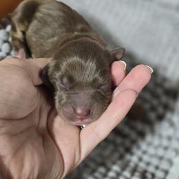 Australian Shepherd Puppies from Chaparro Farm