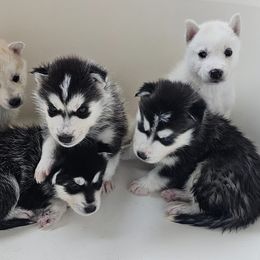 Pomsky Puppies from Peoria Pomskies