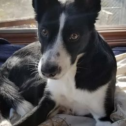 Border Collies from Grand Oakes Border Collies