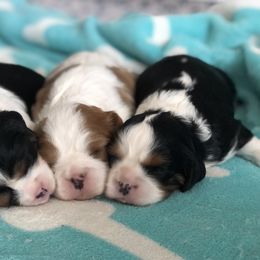 Cavalier King Charles Spaniel Puppies from SoCalCavaliers