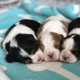 Cavalier King Charles Spaniel Puppies from SoCalCavaliers