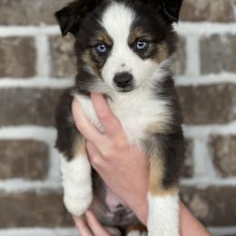 Australian Shepherd, Miniature American Shepherd, Miniature Australian Shepherd, and Toy Australian Shepherd Puppies from Painted Blue Aussies