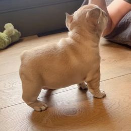 French Bulldog Puppies from The Midwest Frenchies