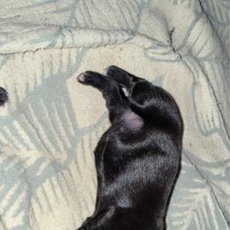 Espresso - Black female Dachshund puppy in Nevada, Missouri from Backroad Fur Babies