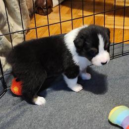 Nova - Black tri-color female Australian Shepherd puppy in Athens, Tennessee from Mimi's Aussie