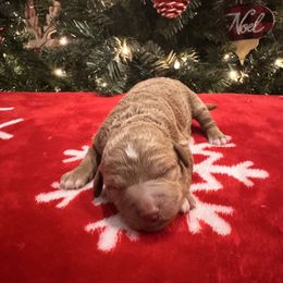 Girl 1 - Red  female Goldendoodle puppy in Bucyrus, Missouri from Hill Top Pomskies