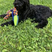 Whoodle Puppies from RockyRiverPups
