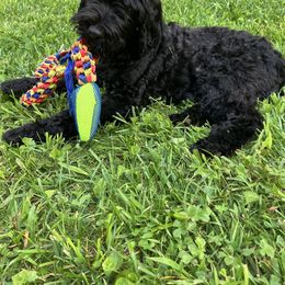 Whoodle Puppies from RockyRiverPups