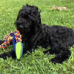 Whoodle Puppies from RockyRiverPups