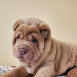 Sage - Lilac dilute male Chinese Shar-Pei puppy in Ste. Marie, Illinois from JoShel’s Silver Lined Wrinkles and Tails