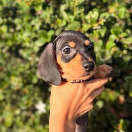 Black and tan hot pink collar girl - Black and tan female Dachshund puppy in Lemon Grove, California from GMZ Doxies SD