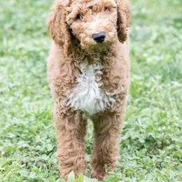 Goldendoodle Puppies from Shadow Ridge Doodles