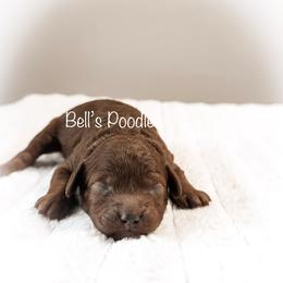 Caitlyn - Red  female Poodle puppy in Fresno, California from Bell’s Poodles Of California