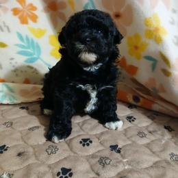Mocha - Silver female Havapoo puppy in North Carolina from Faithful Hearts Kennel
