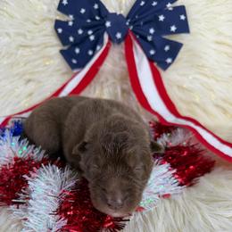 Copperhead - Red and white male Siberian Husky puppy in Folsom, Louisiana from Geaux Fluffy