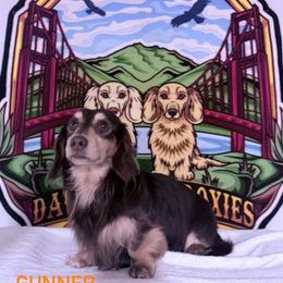 Gunner - Dachshund
