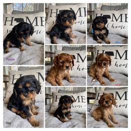 Cavalier King Charles Spaniel and Companion Cross Puppies from Bluffroads Cavaliers and Chiliers