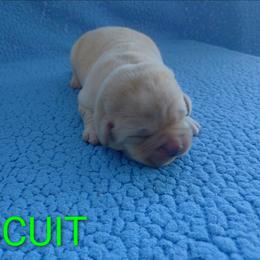 Biscuit (Green Collar) - Yellow male Labrador Retriever puppy in Prince George, Virginia from Kingdom Kenelz Labradors