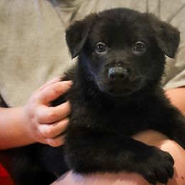 German Shepherd Puppies from Vonherdom German Shepherds