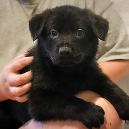 German Shepherd Puppies from Vonherdom German Shepherds
