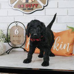 Slinky - Black male Labradoodle puppy in Bryantown, Maryland from Doodles on Duty