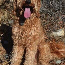 Australian Labradoodle All Grown Up from Rocky Mountain Labradoodles