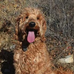 Australian Labradoodle All Grown Up from Rocky Mountain Labradoodles