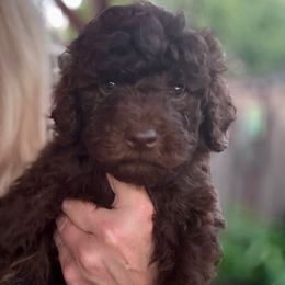 Puppy 2 - Brown male Lagotto Romagnolo puppy in Chico, California from Anna’s Lagottos