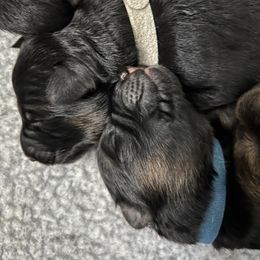 German Shepherd Puppies from Zwinger vom Schneider Wald
