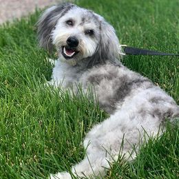 Aussiedoodle All Grown Up from Aussiedoodle Sky