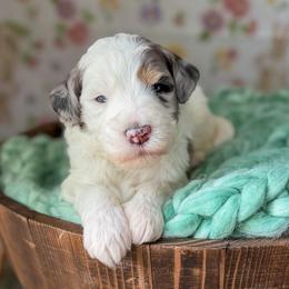 Diamond - Merle male Bernedoodle puppy in Benton, Arkansas from Cozy Creek Doodles