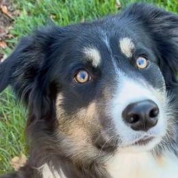 Ridge - Border Collie
