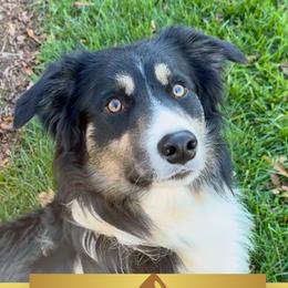 Ridge - Border Collie