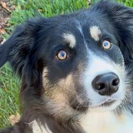 Ridge - Border Collie