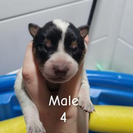 Hades - Blue male Australian Cattle Dog puppy in Colbert, Oklahoma from LoveAHeeler