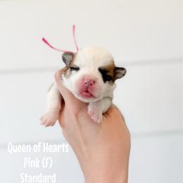 Queen of Hearts - Pink - Red female Pembroke Welsh Corgi puppy in Milan, Georgia from Williams’ Welsh Corgis LLC