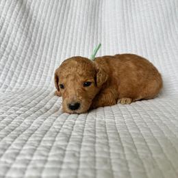 S'mores - Apricot female Goldendoodle puppy in Montgomery, Texas from Dacus Doodles