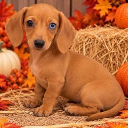 Skye - Dapple female Dachshund puppy in Industry, Illinois from KDKs Kennels