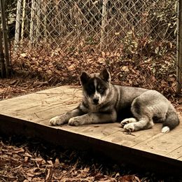 Siberian Husky Puppies from WILLIAM HUNDLEY