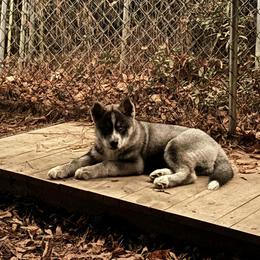 Siberian Husky Puppies from WILLIAM HUNDLEY