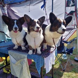 Cardigan Welsh Corgis from ROSEWIND CARDIGANS
