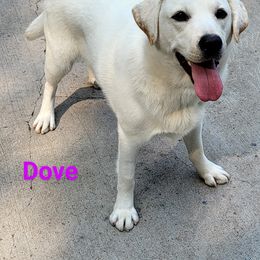 Dove - Labrador Retriever